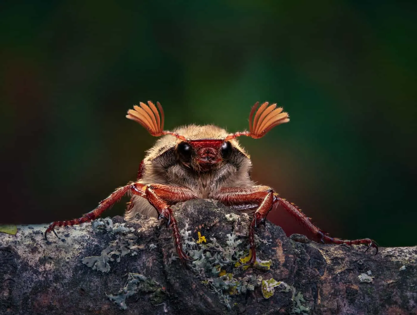 14877 tarantula defensive pose