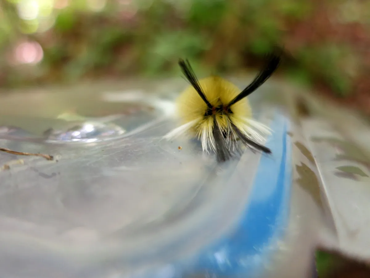 /img/14877-tarantula-feeding.webp