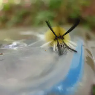 /img/14877-tarantula-feeding.webp