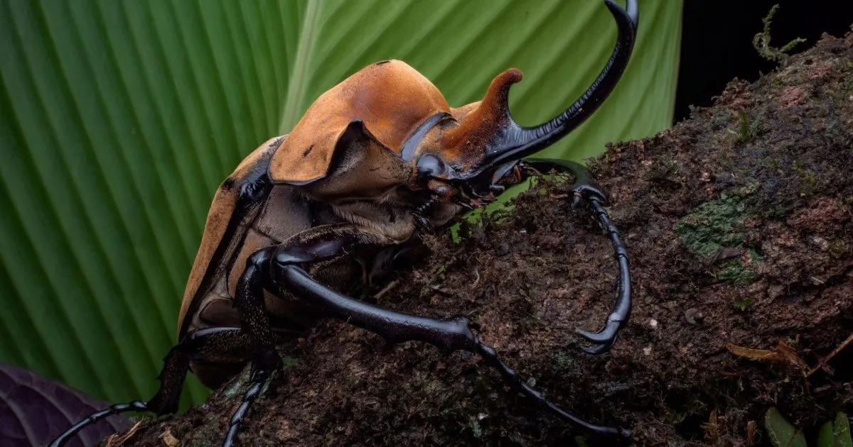 14877 tarantula habitat