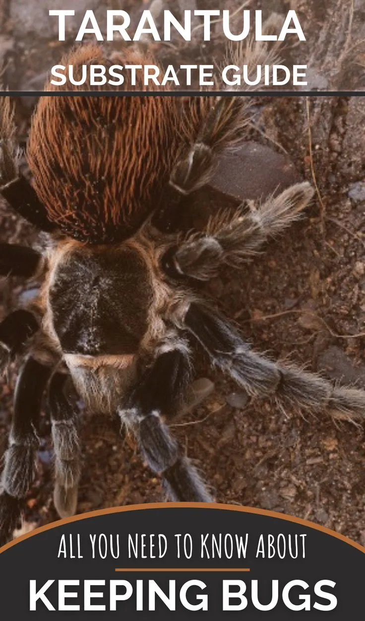 14879 tarantula burrowing