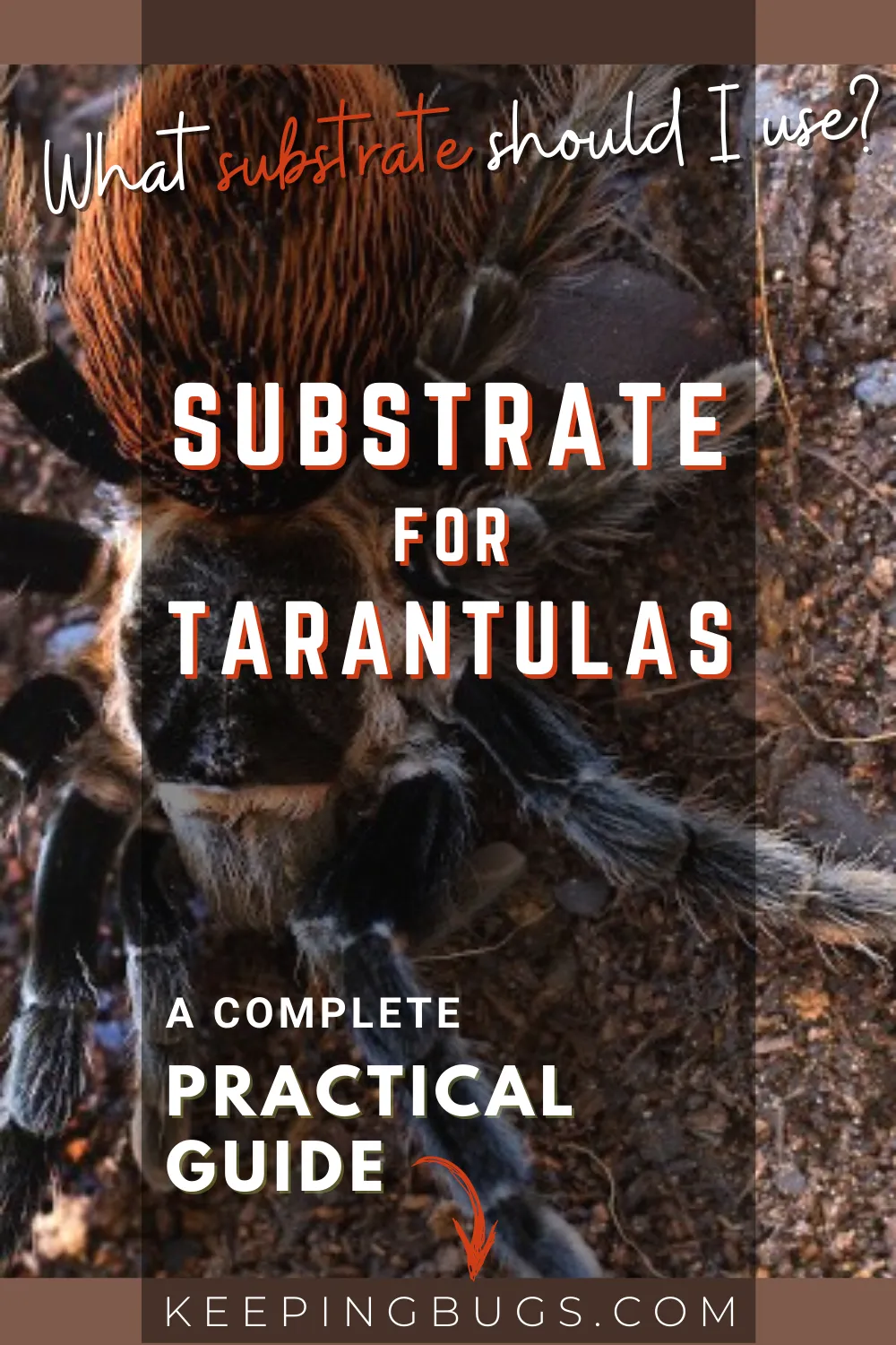 14879 tarantula molting