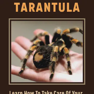 /img/14880-tarantula-species.webp