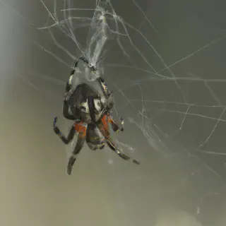 /img/14881-spider-eye-comparison.webp