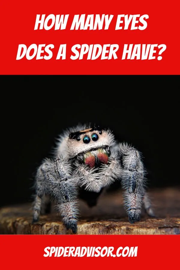 14881 tarantula secondary eyes