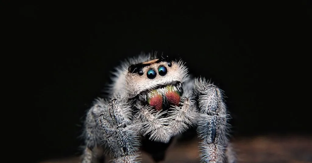 14881 tarantula vision limitations