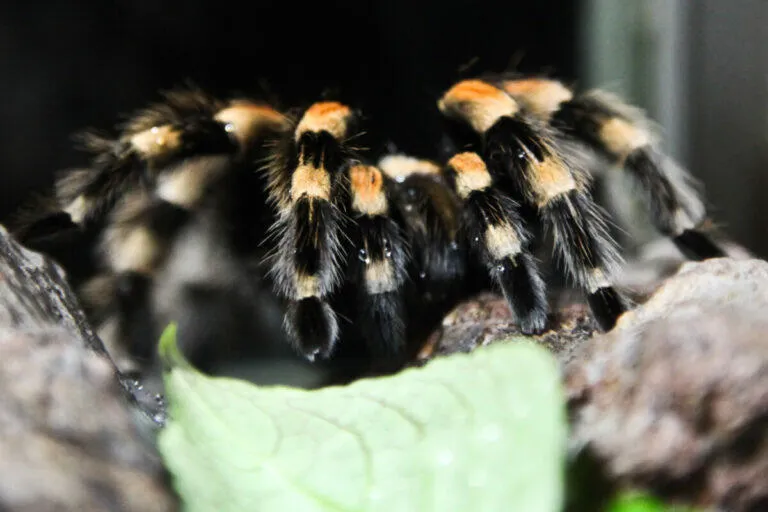 /img/14883-tarantula-species.webp