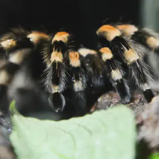 /img/14883-tarantula-species.webp