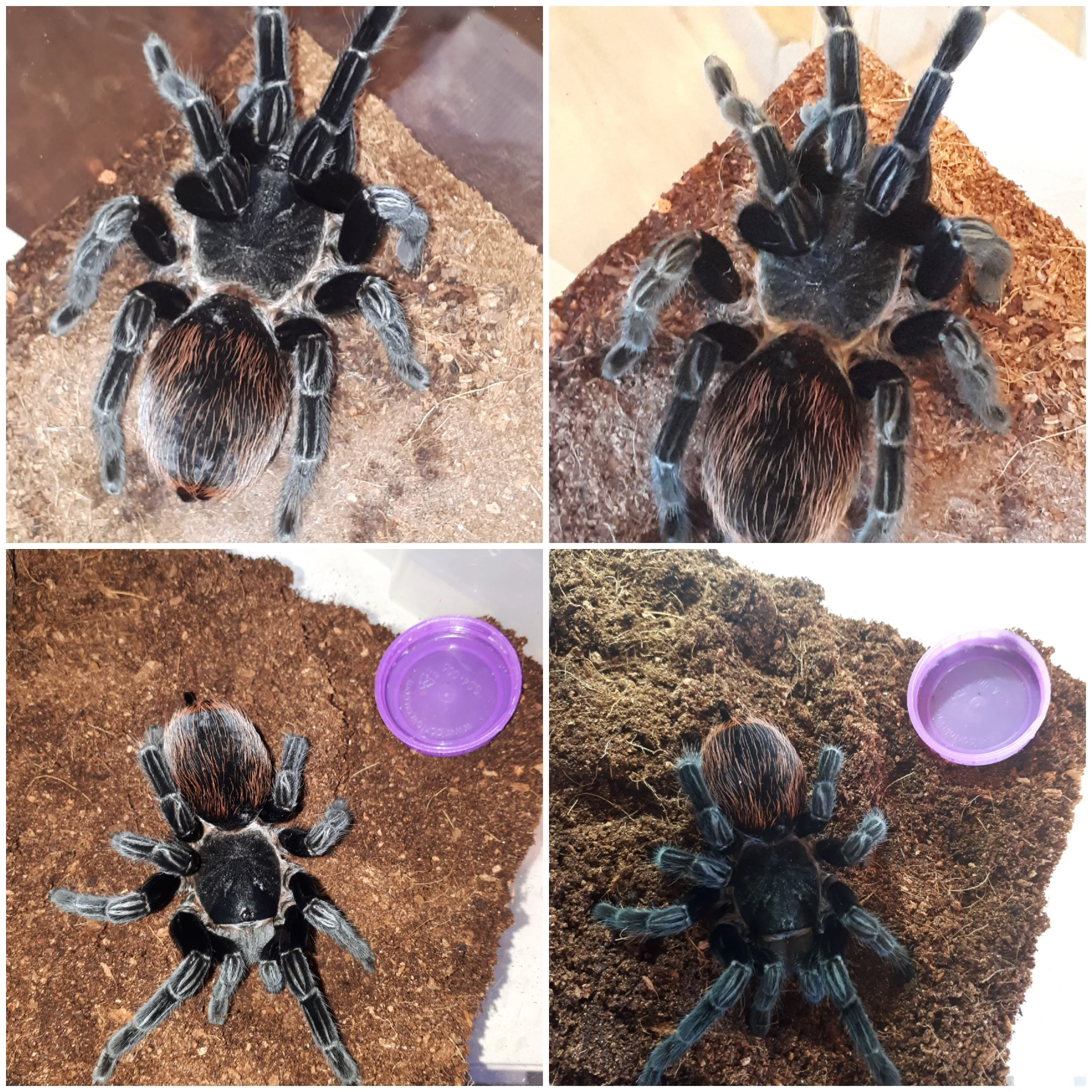 14883 tarantula venom