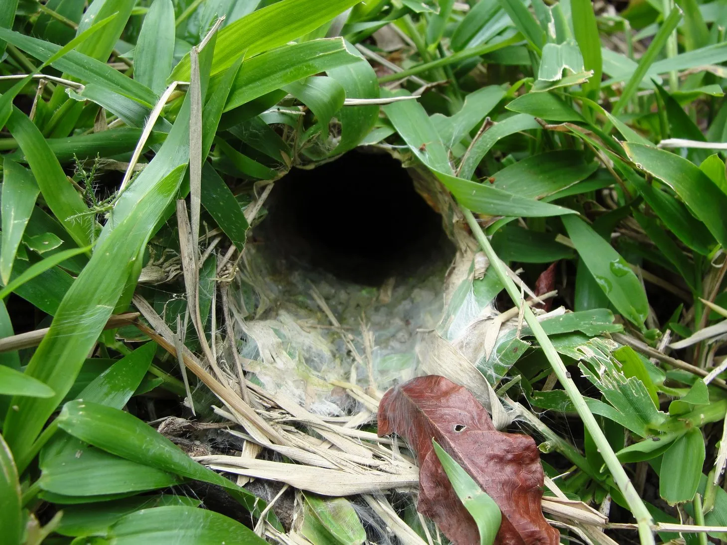 14884 complex tarantula nest