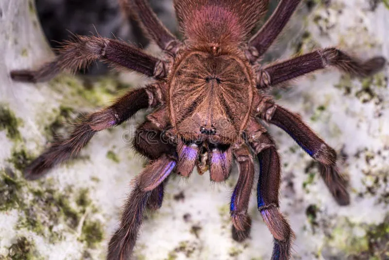 /img/14884-disturbing-tarantula-nest.webp