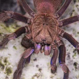 /img/14884-disturbing-tarantula-nest.webp