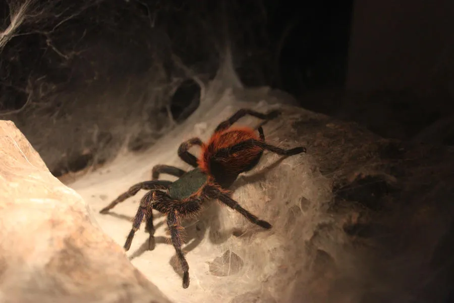 14884 simple tarantula nest