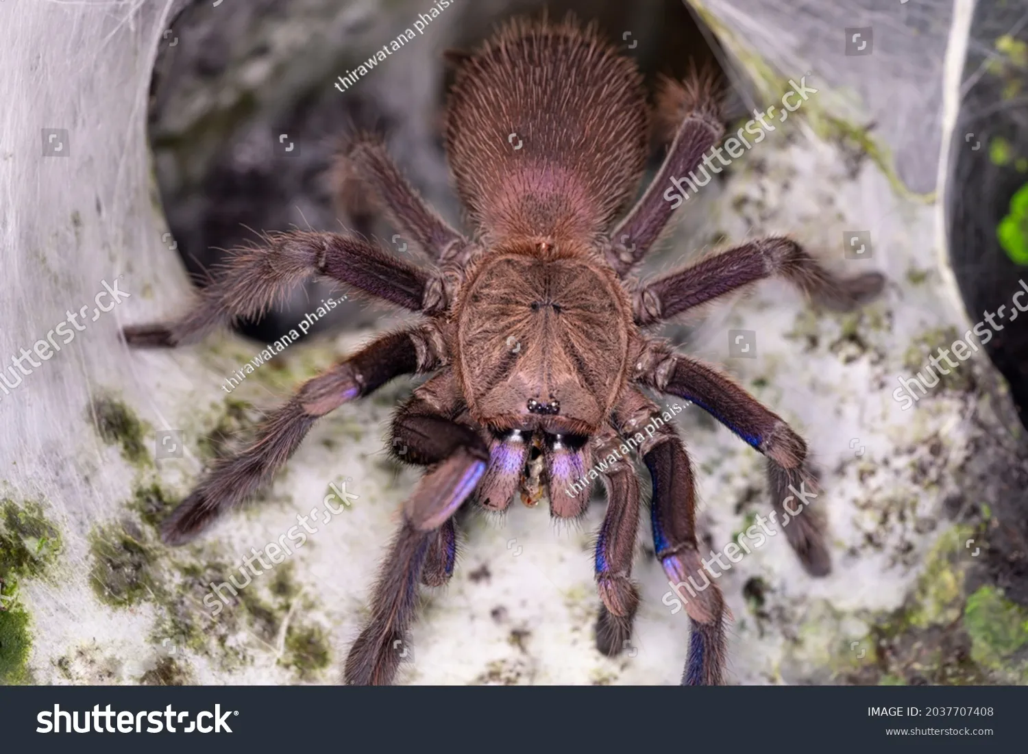 14884 tarantula nest entrance