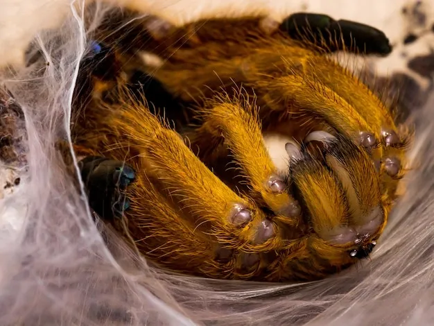 14884 tarantula presence