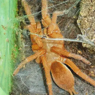 /img/14885-philippine-jungle.webp