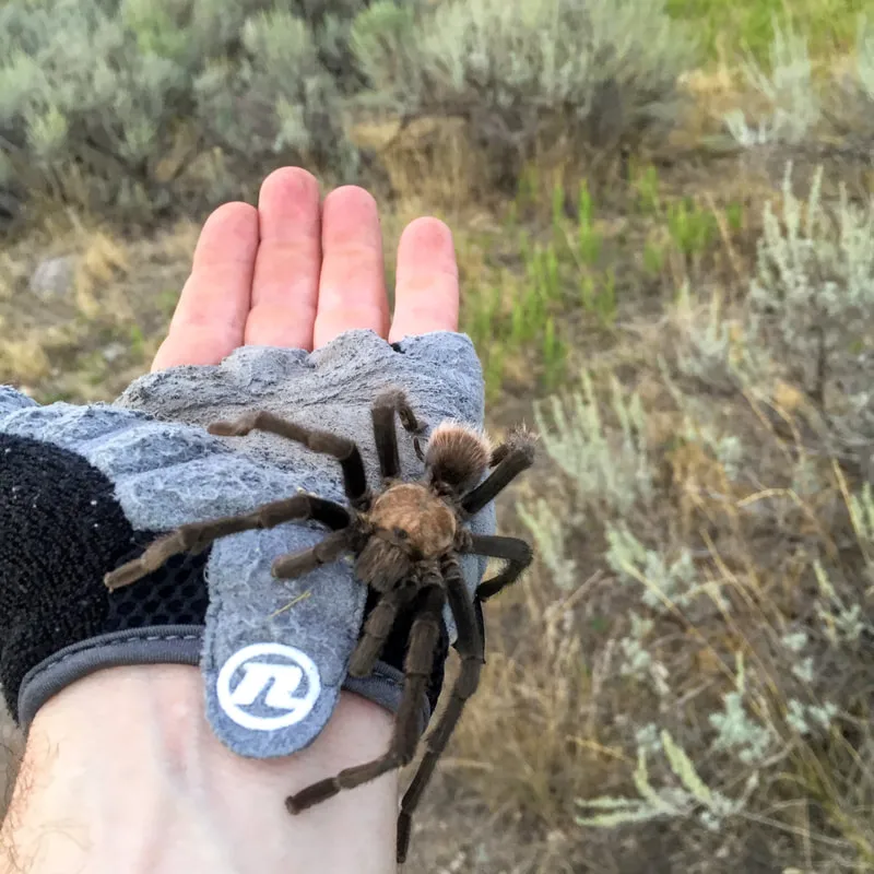 14886 tarantula feeding