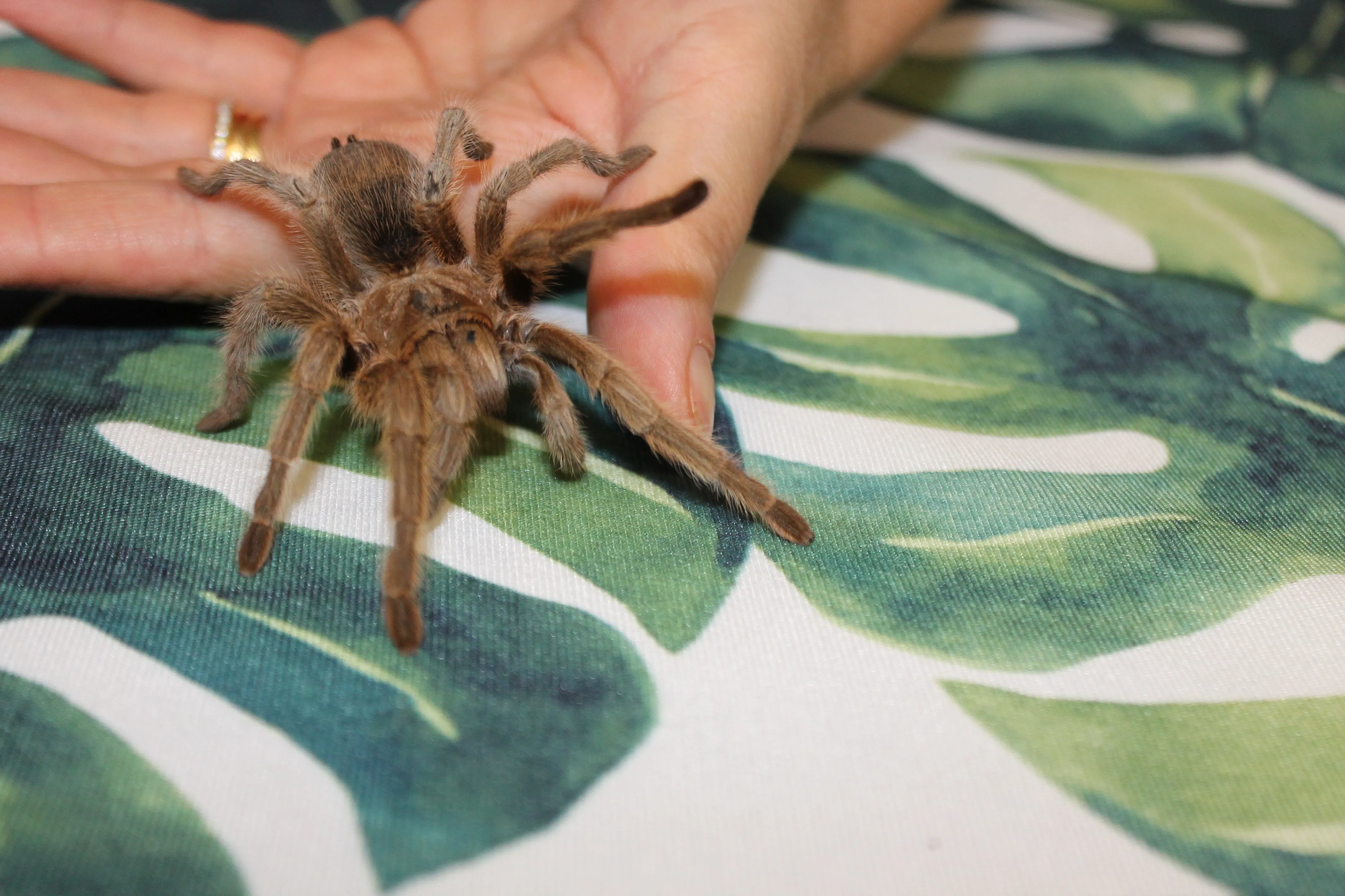 14886 tarantula molting