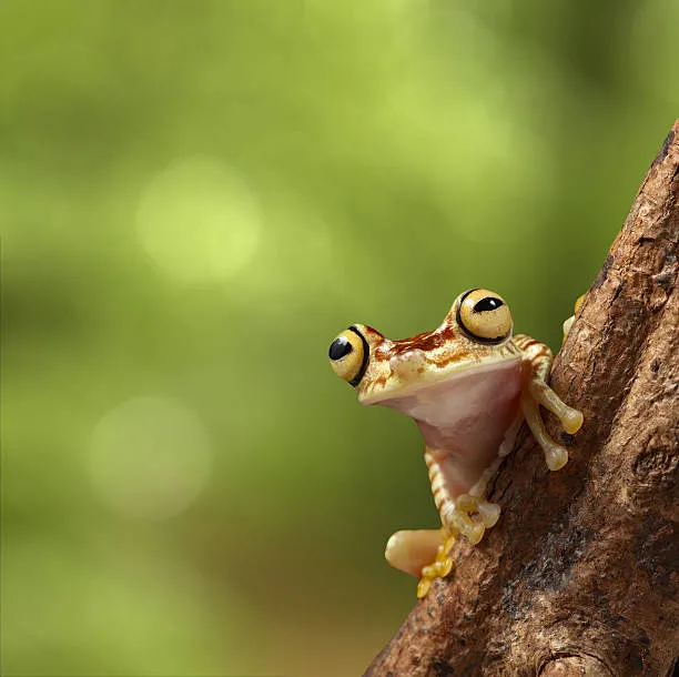 14887 frog in tarantula burrow
