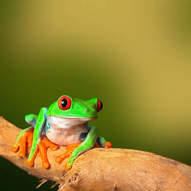 14887 tarantula and frog environment