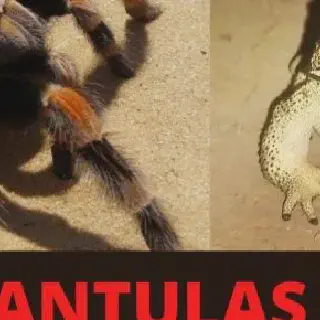 /img/14887-threats-to-tarantula-frog.webp