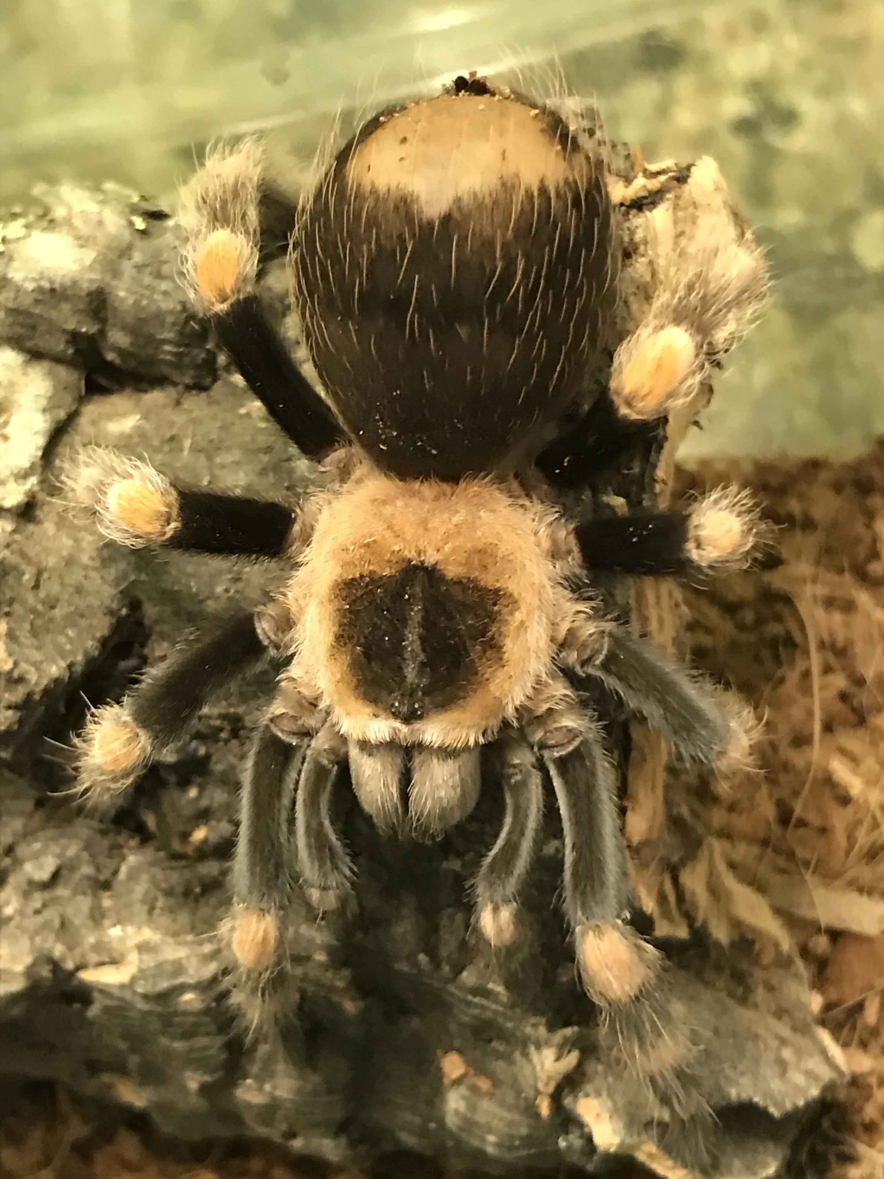 14890 arboreal tarantula overview