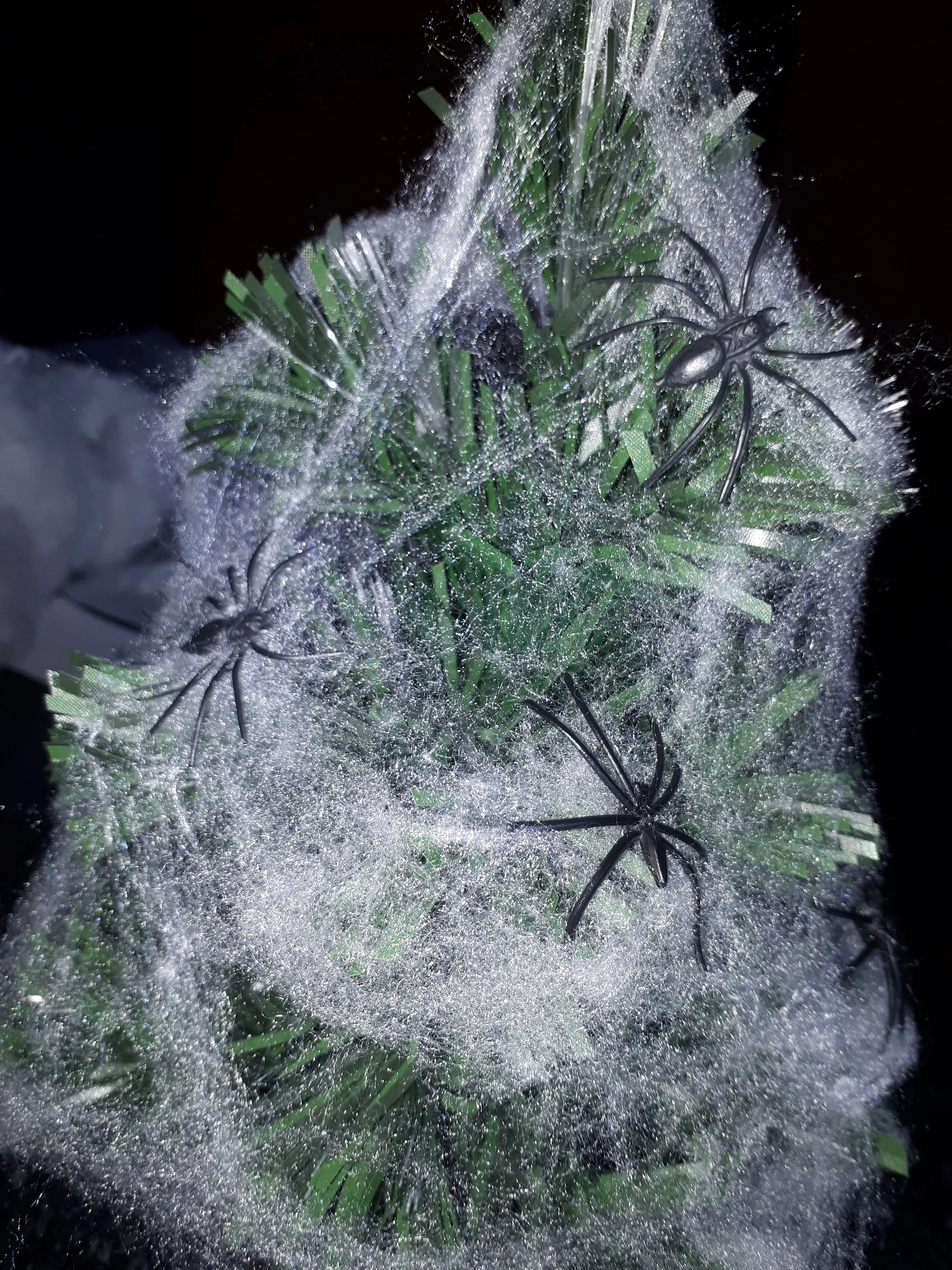 14890 pinktoe tarantula