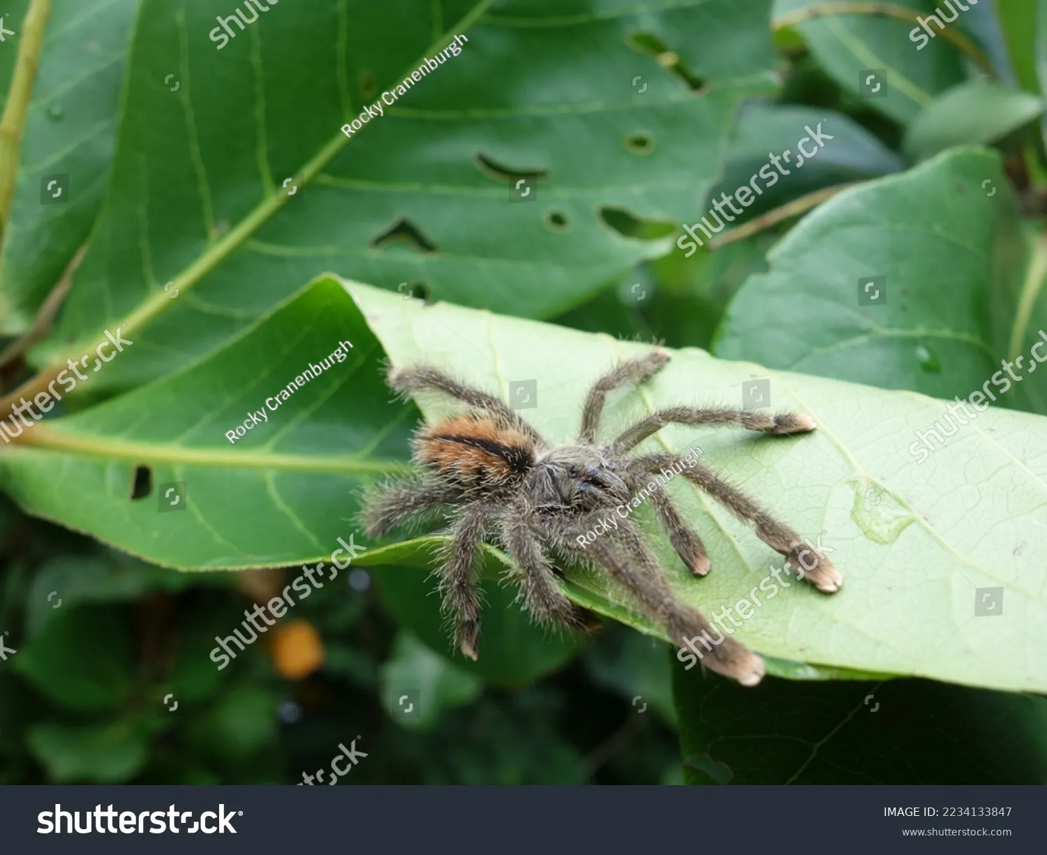 /img/14890-tarantula-enclosure.webp