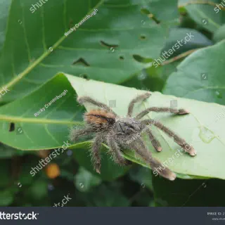 /img/14890-tarantula-enclosure.webp