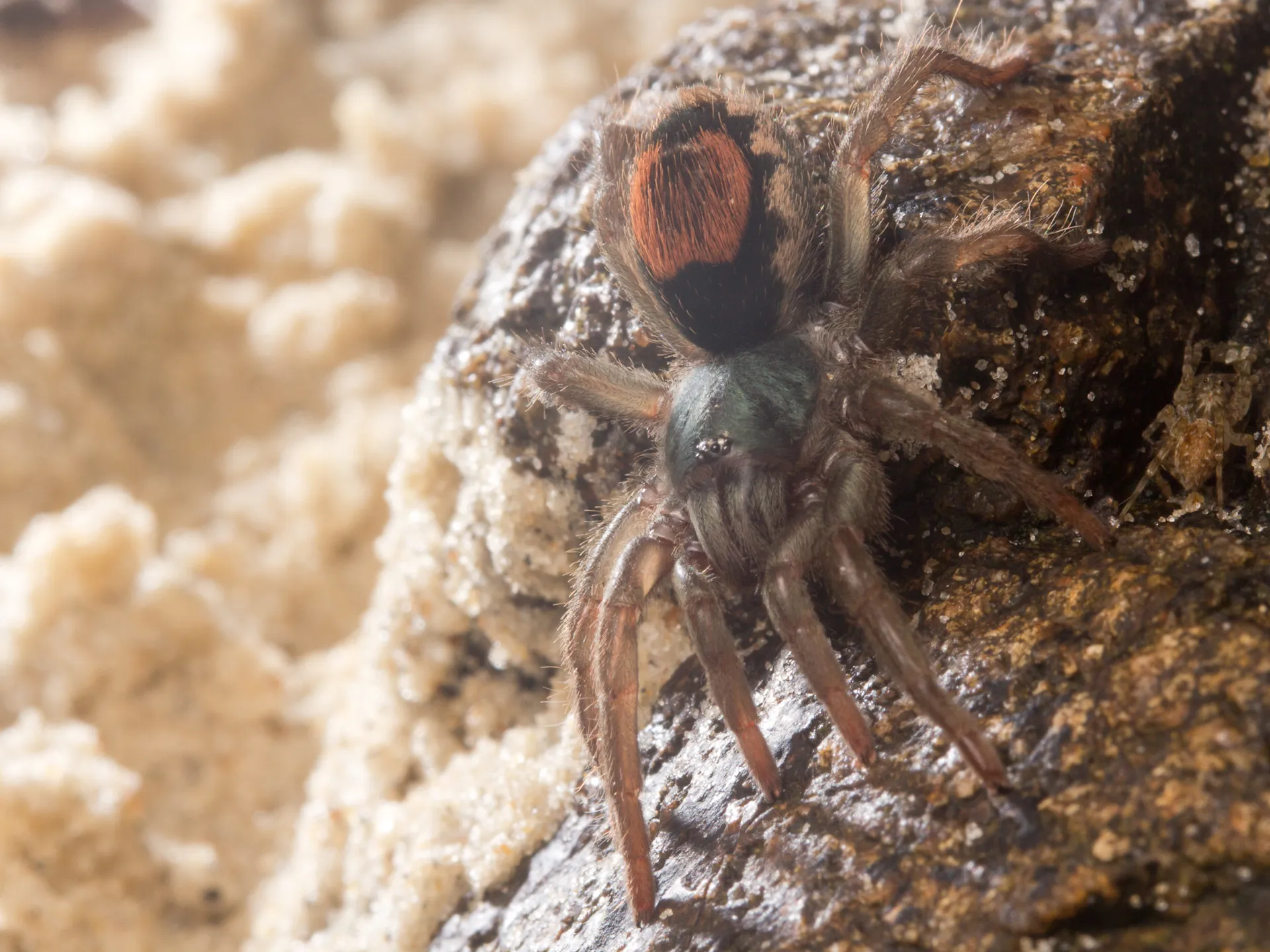 14893 spider tarantula hunting