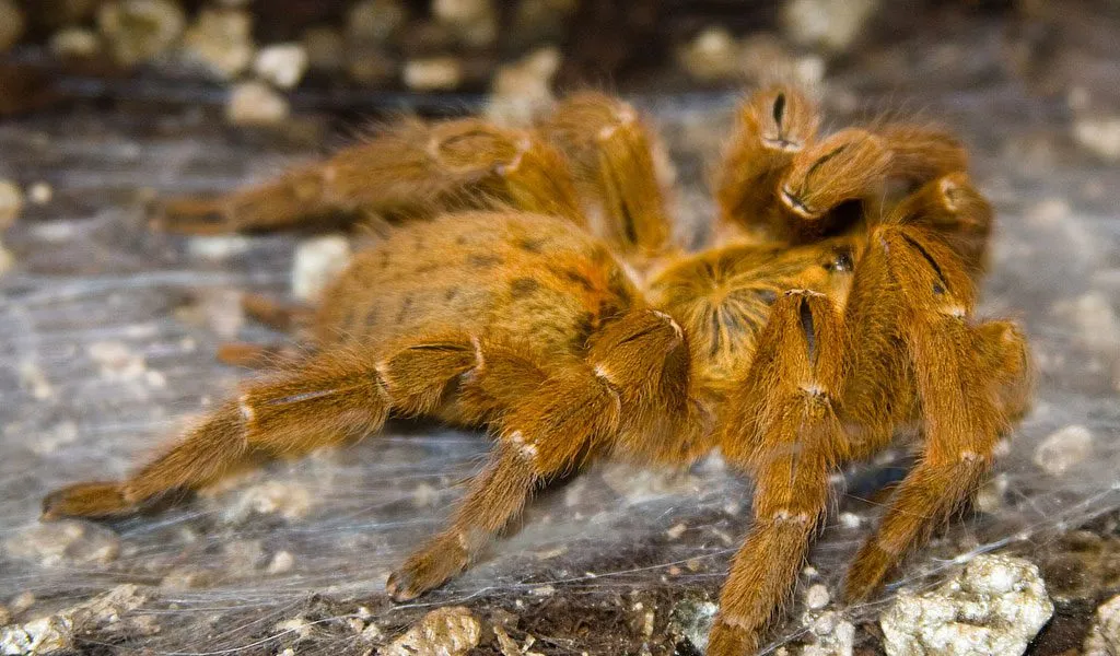 14893 spider tarantula molting