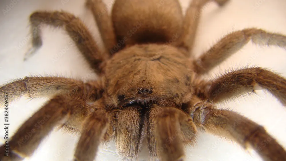 14893 spider tarantula pet