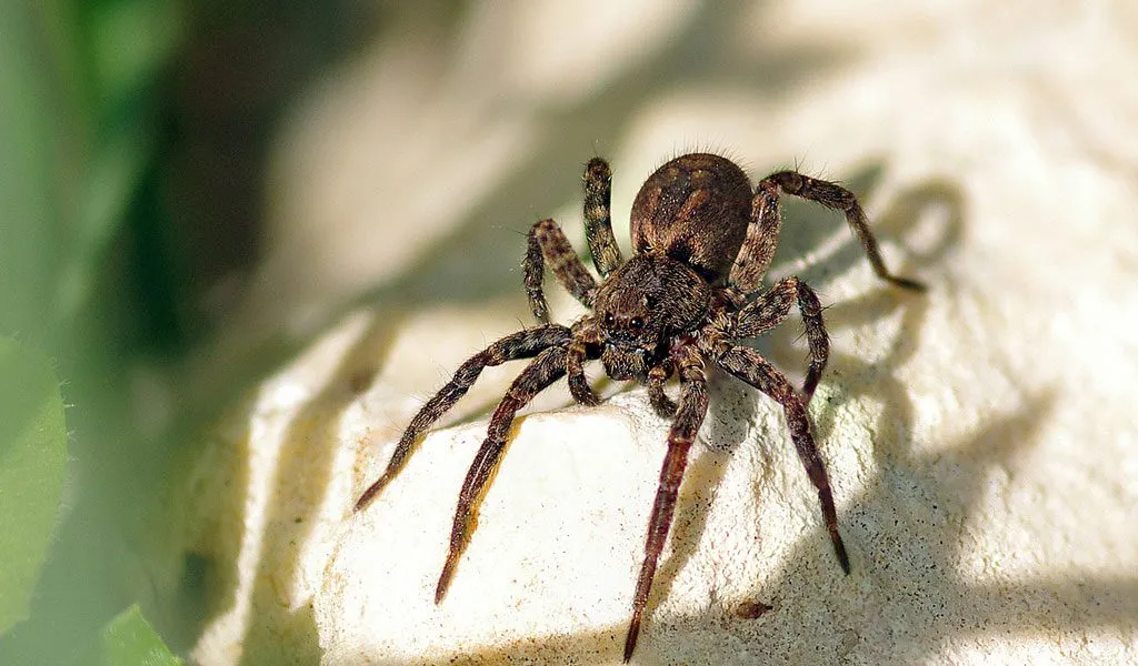 14893 spider tarantula venom