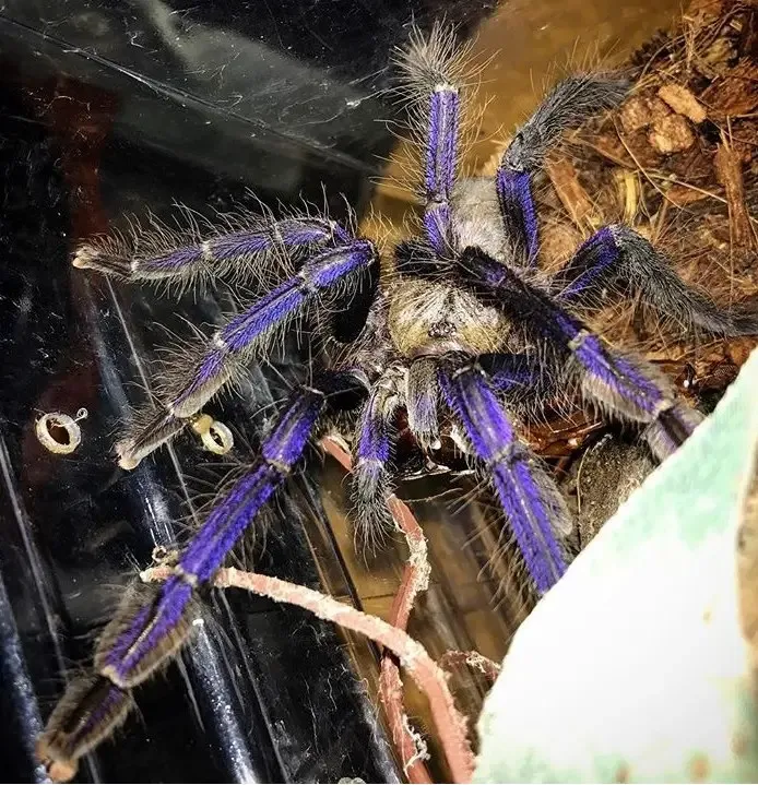 /img/14894-singapore-blue-tarantula-distribution.webp