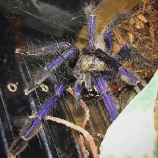 /img/14894-singapore-blue-tarantula-distribution.webp