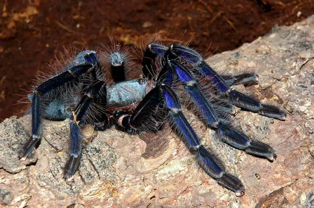 14894 singapore blue tarantula feeding