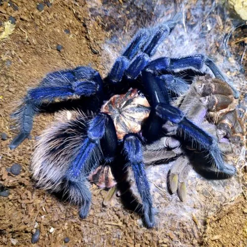 14894 singapore blue tarantula habitat