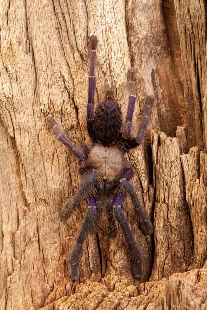 14894 singapore blue tarantula handling