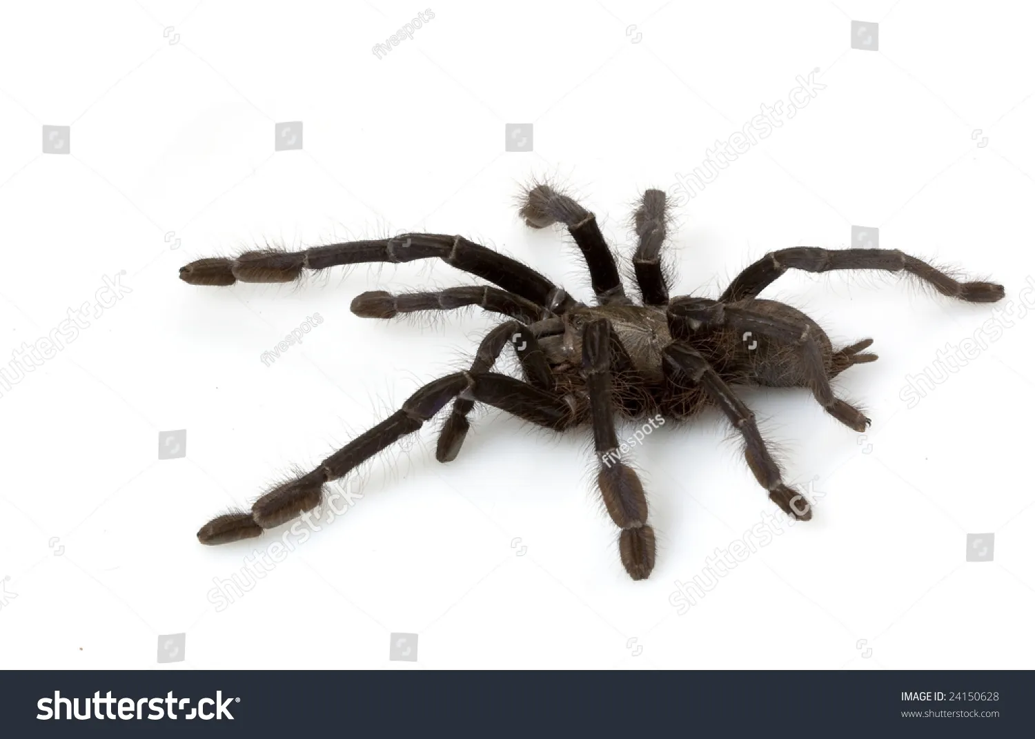 14894 singapore blue tarantula lifespan