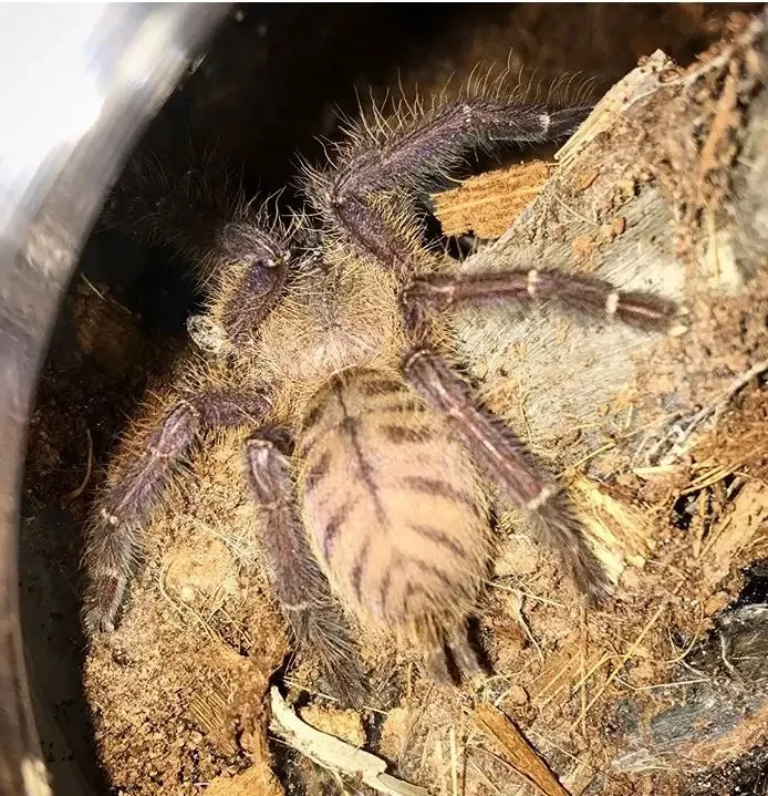 14894 singapore blue tarantula webbing