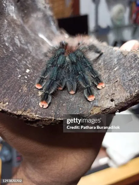 14896 pink toe tarantula tattoo aftercare