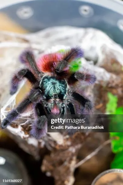 14896 pink toe tarantula tattoo healing