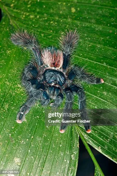 /img/14896-pink-toe-tarantula-tattoo-inspiration.webp