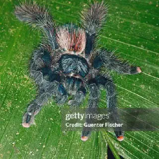 /img/14896-pink-toe-tarantula-tattoo-inspiration.webp