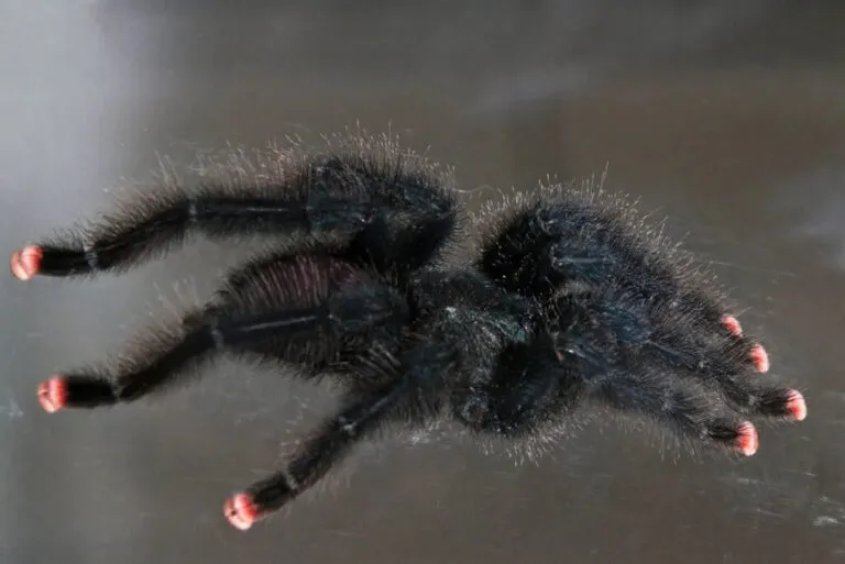 14896 pink toe tarantula tattoo pain