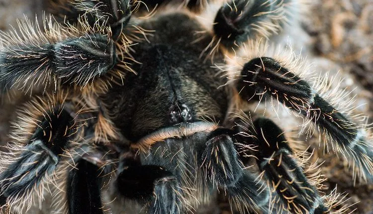 14897 curly hair tarantula close up