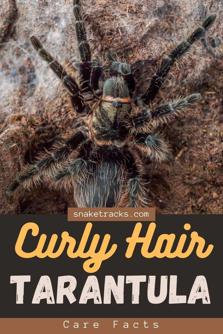 14897 curly hair tarantula in habitat