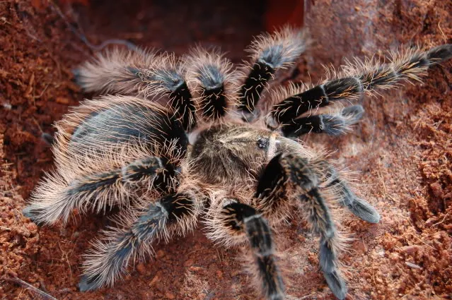 14897 handling curly hair tarantula