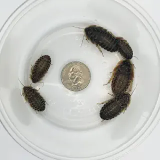 /img/14897-healthy-curly-hair-tarantula.webp