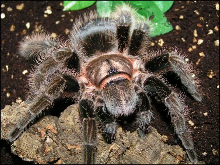 14897 molting curly hair tarantula